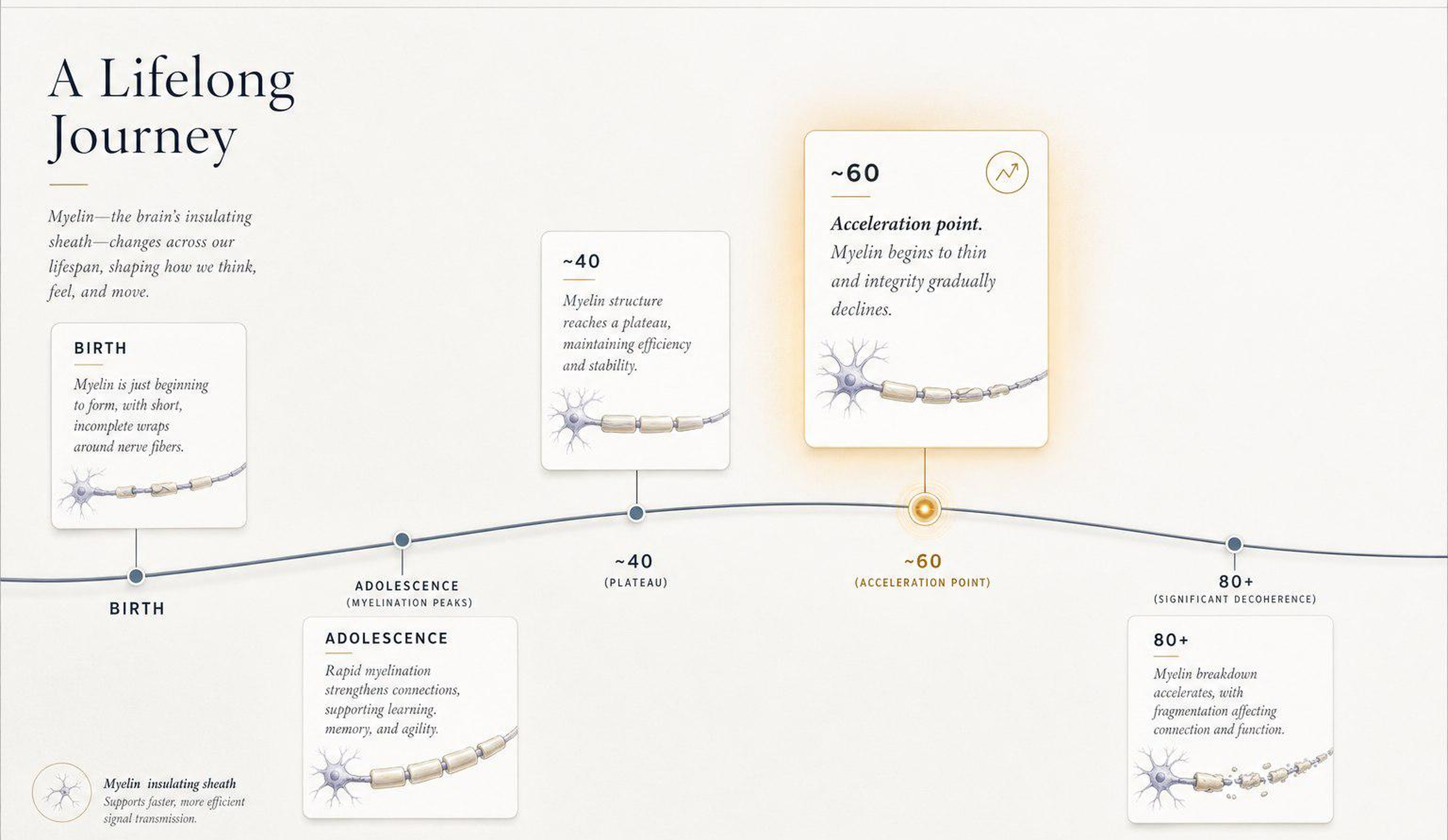 Lifespan trajectory of myelin integrity: birth, adolescence, ~40 plateau, ~60 acceleration point, 80+ significant decoherence