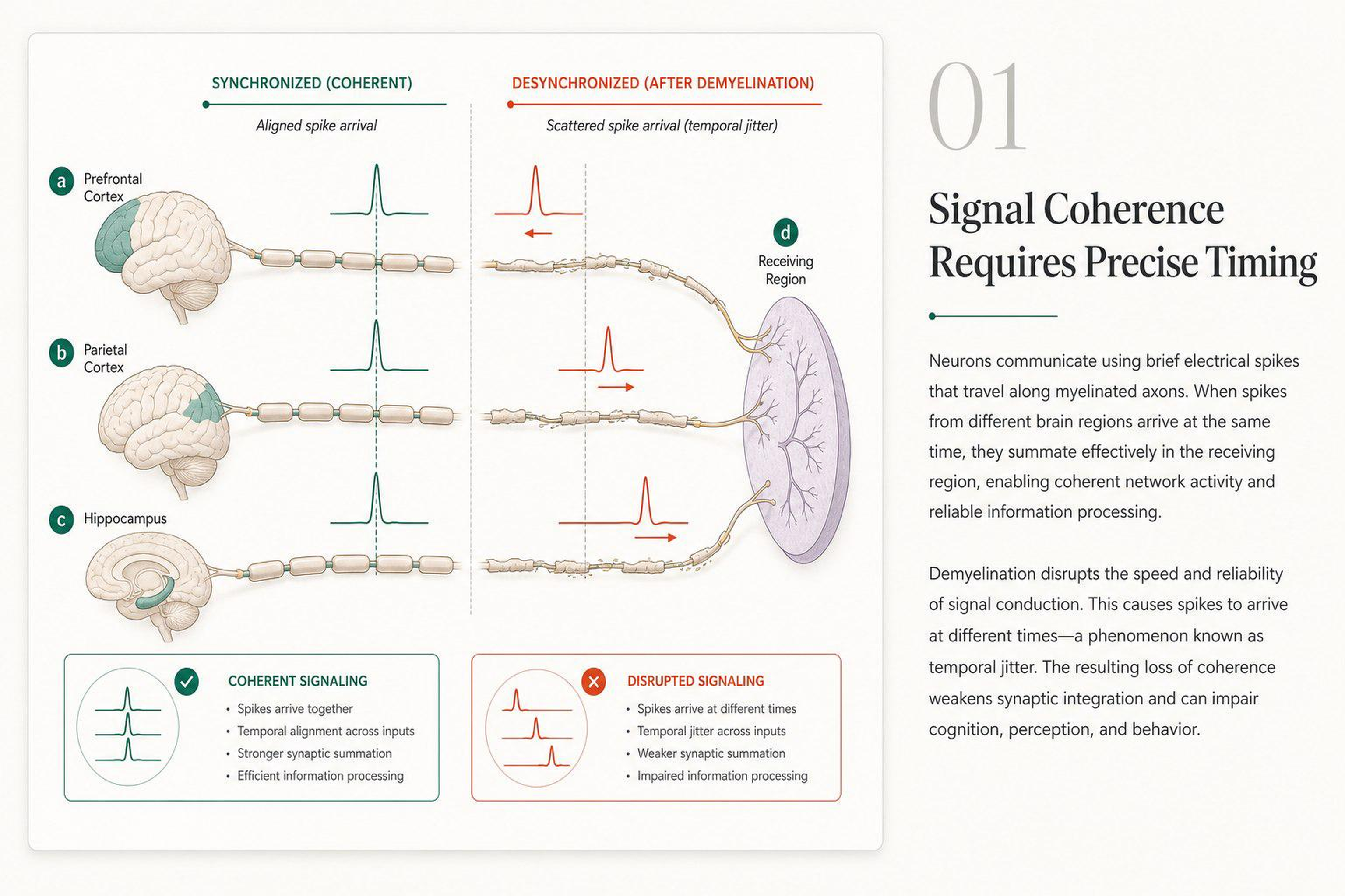 Synchronized vs desynchronized signal arrival across three brain regions converging on a receiving area